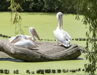 Une saison au zoo