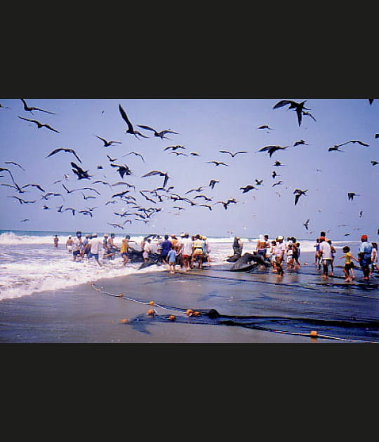 Mouettes sur le Pacifique
