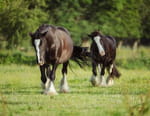 Au galop !