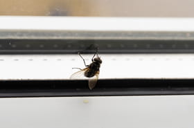 Fini les mouches&nbsp;: elles n'osent plus rentrer si on ajoute ce produit naturel sur le rebord de la fen&ecirc;tre