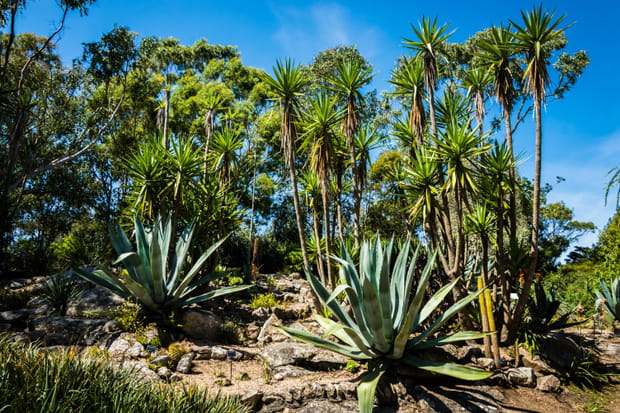 Le jardin exotique de Roscoff