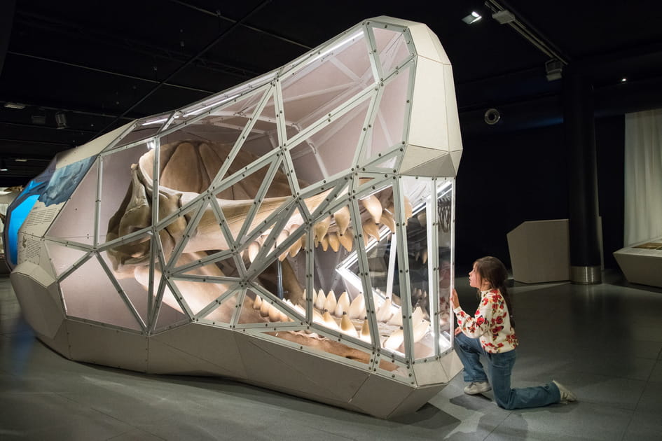 G&eacute;ants au Museum de Toulouse