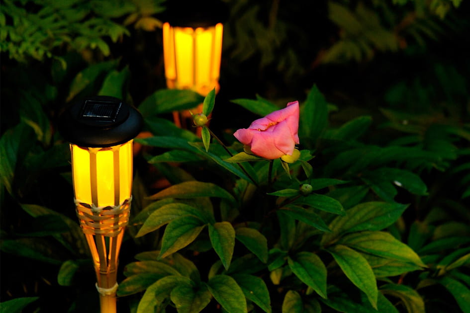 Des torches dans les feuillages