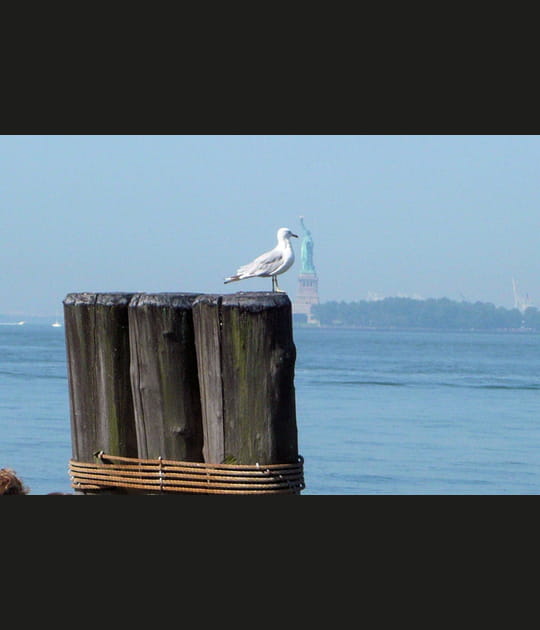 La mouette de la Libert&eacute;