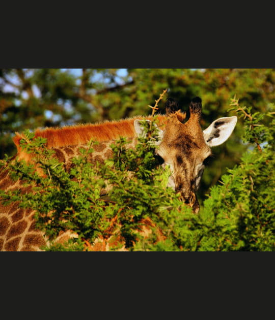 Jeu de cache-cache avec une girafe