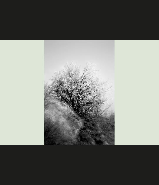 Fleuri en fin d'hiver