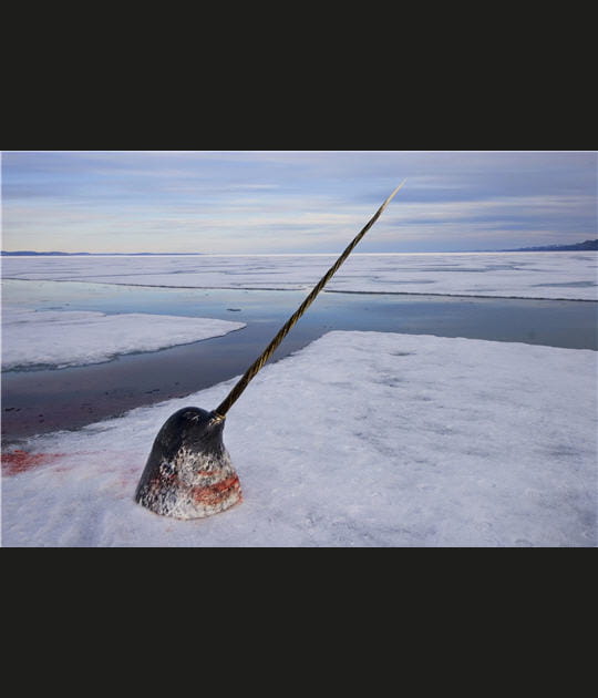 2&egrave; prix reportage &quot;Nature&quot;