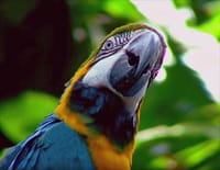 Zoofari