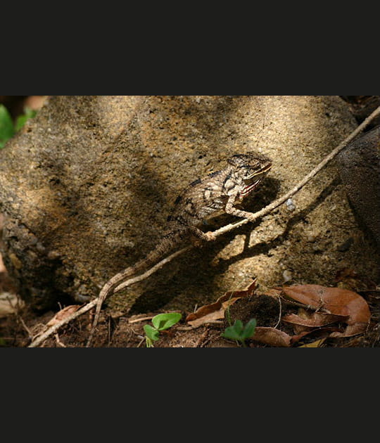 Cam&eacute;l&eacute;on