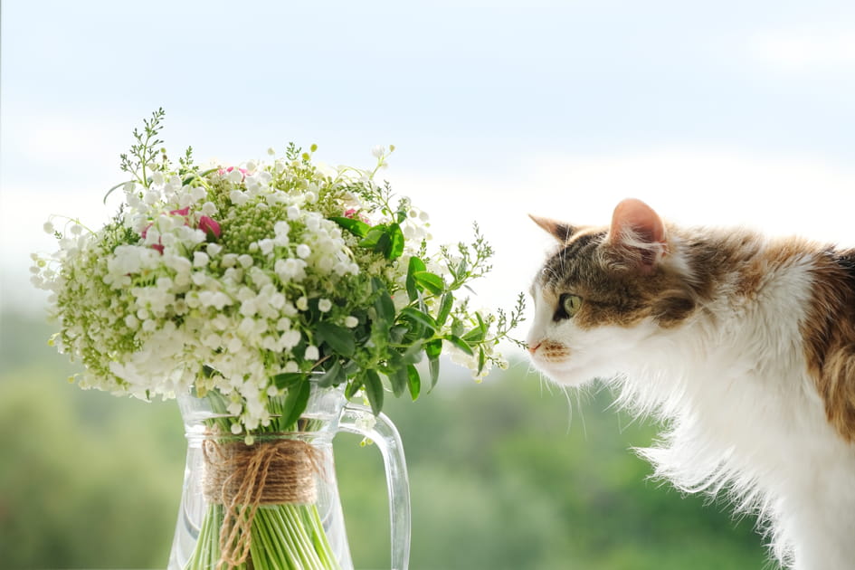Les plus jolies photos de muguet &agrave; envoyer &agrave; vos proches pour le 1er mai