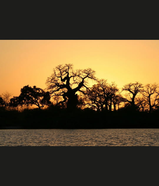 L'or des baobabs