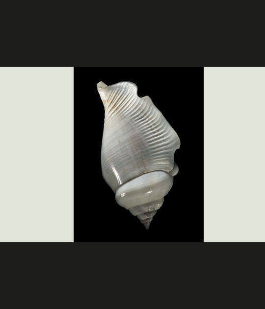 Coquillage Strombus gibberulus albus