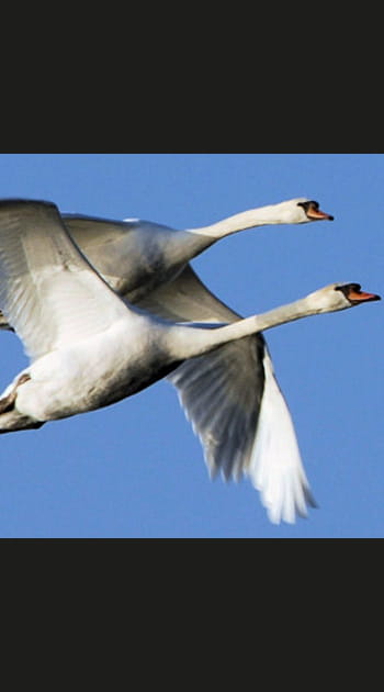 Site ornithologique du lac de Rill&eacute;, Indre-et-Loire, Centre