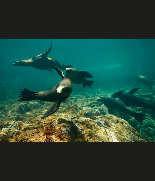 Le ballet des otaries