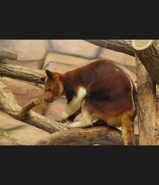 Un kangourou papou qui grimpe aux arbres