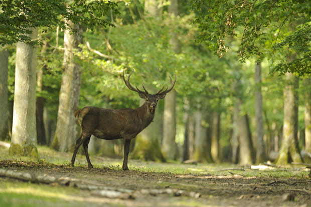 La forêt solognote, sur les traces du gibier des grands domaines