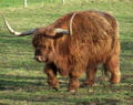 highland cow liliane salmon