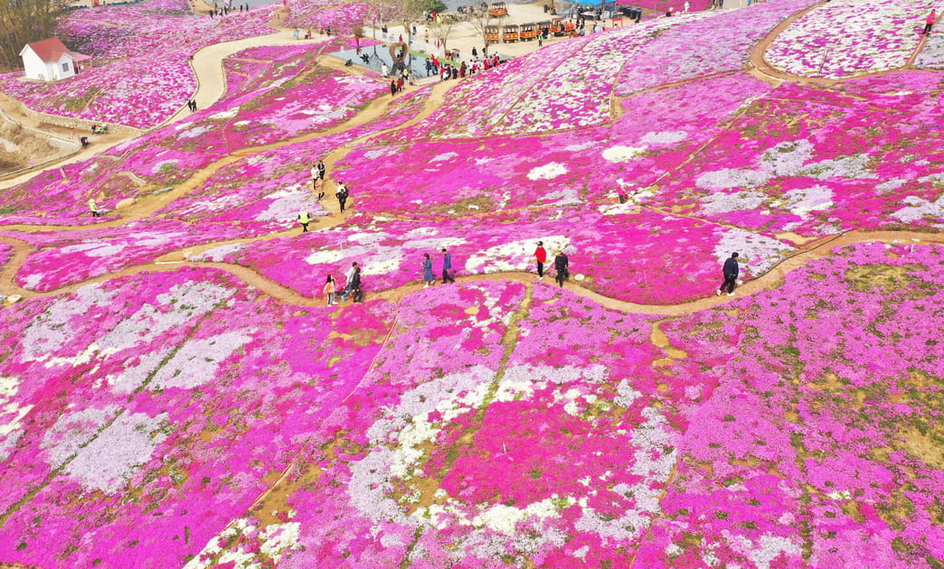 Fleurs fluos