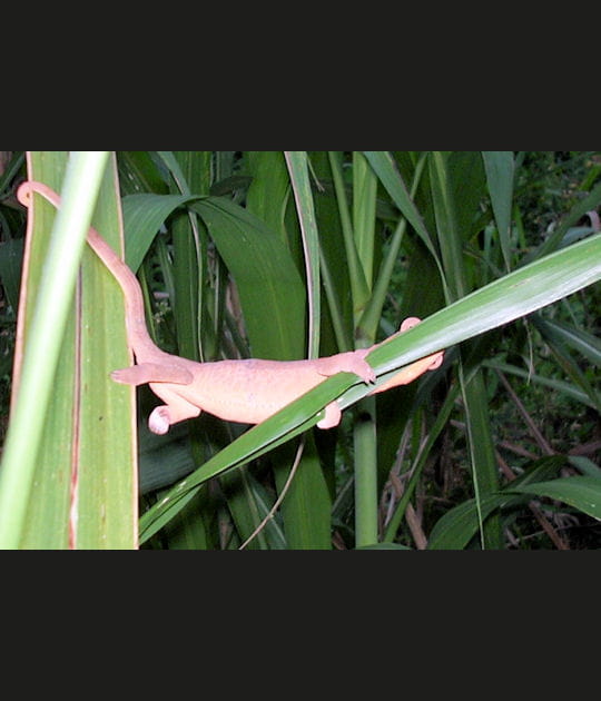 L'&eacute;quilibre du cam&eacute;l&eacute;on