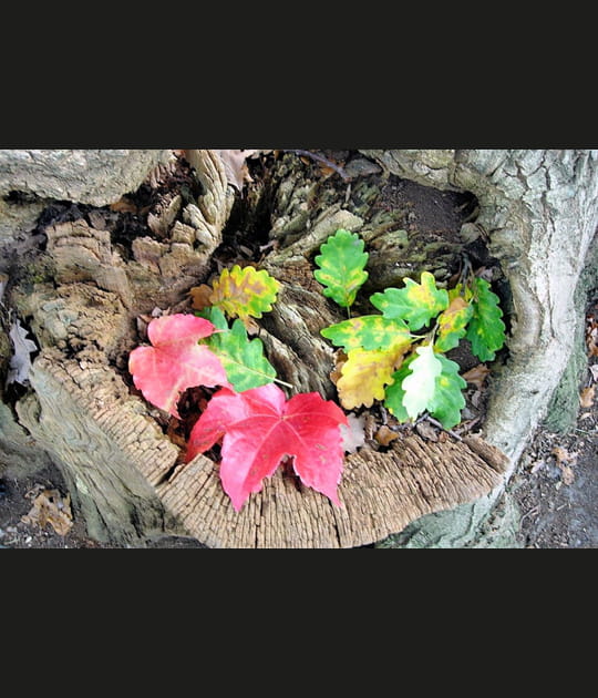 M&eacute;lange de feuilles mortes