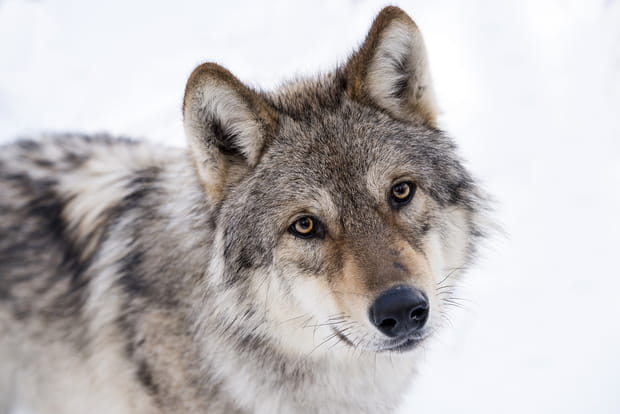 Les Saisons - Photo 3