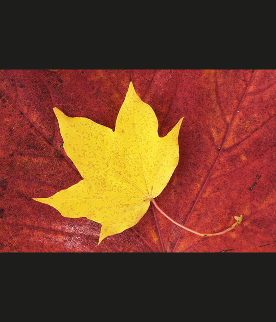 Le repos de la feuille d'automne