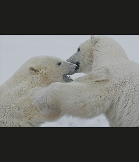 Quand les ours jouent &agrave; se battre
