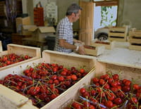 La fin du temps des cerises ?