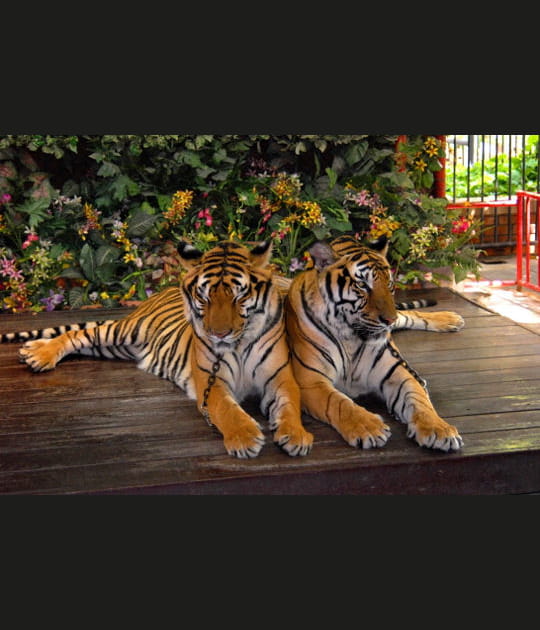 Tigres carte postale