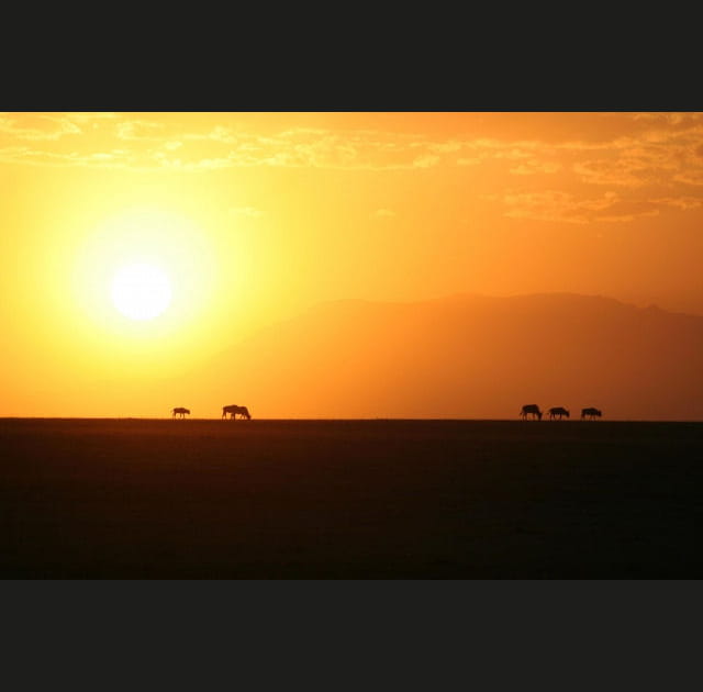 Dans la savane du Kenya