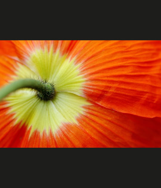 Drapp&eacute; floral