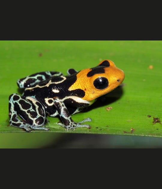 Dendrobate fantasticus
