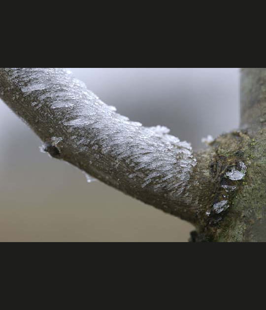 Branche de fr&ecirc;ne