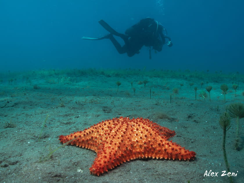 &Eacute;toile de mer