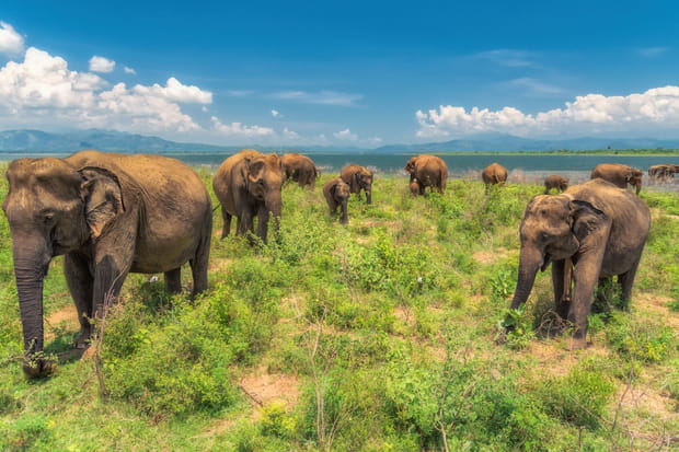 Le parc national d'Uda Walawe