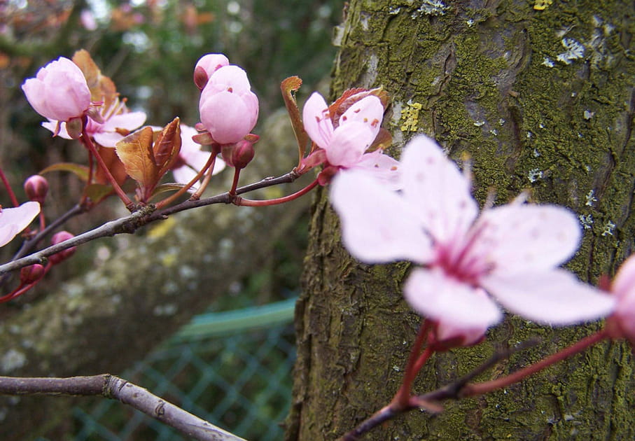 Prunus