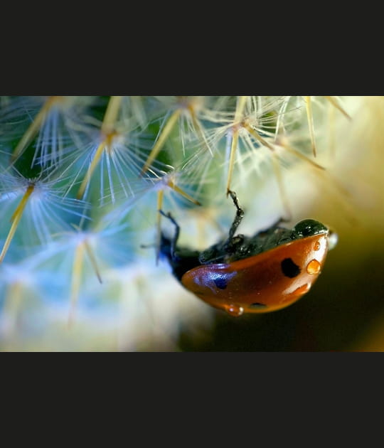 La coccinelle