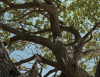 Tous les parfums du monde : Le santal de Nouvelle-Calédonie