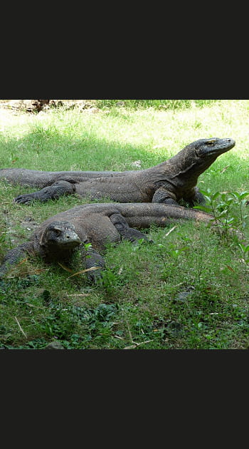 L'inqui&eacute;tant dragon de Komodo
