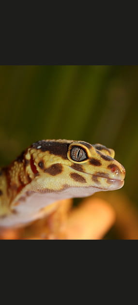 Gecko
