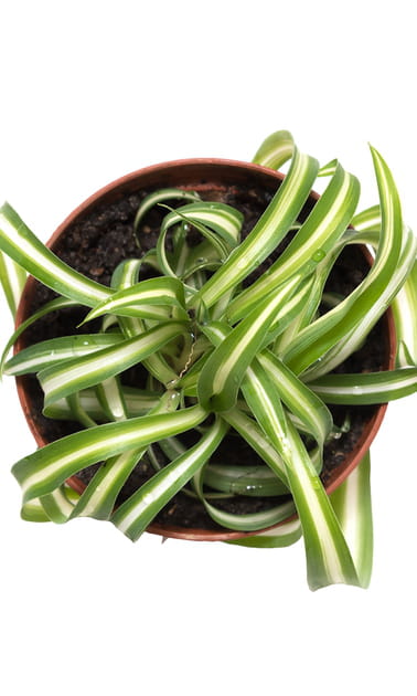 Le chlorophytum, la plante grasse d&eacute;polluante