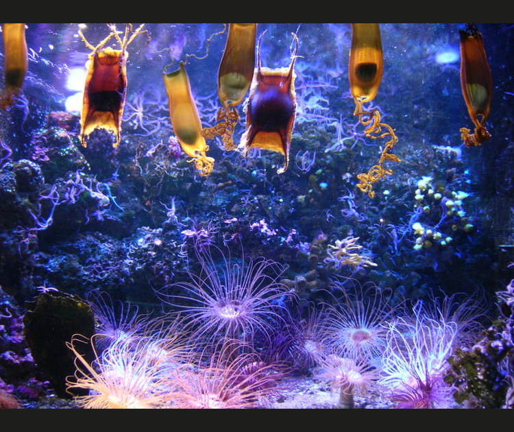 Curiosit&eacute; aquatique