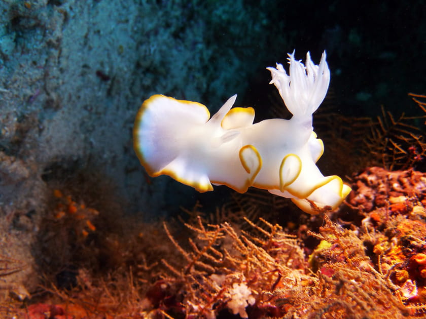 Glossodoris en forme de sushi