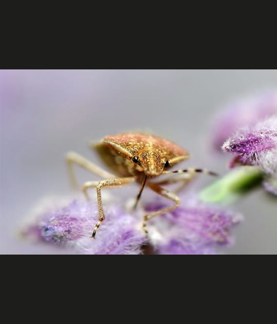 Lumi&egrave;re tamis&eacute;e