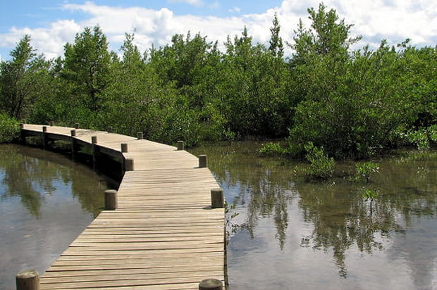La mangrove martiniquaise