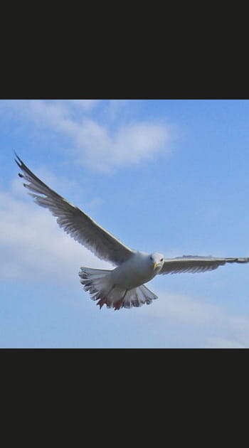 Les oiseaux migrateurs