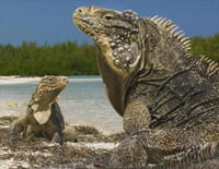 Cuba, révolution sauvage