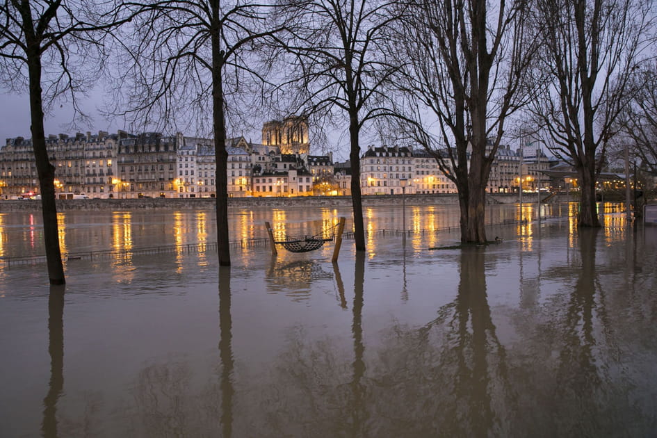 Arbres sur Seine