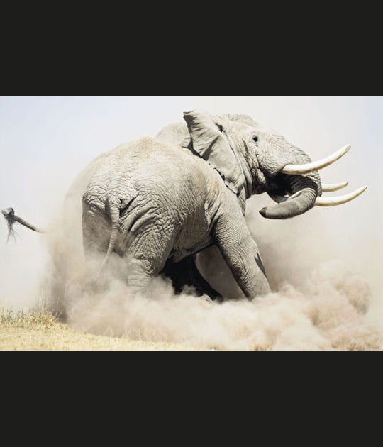 Le bain de l'&eacute;l&eacute;phant