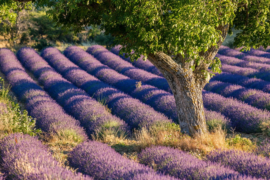 Ferrassi&egrave;res, une mer de lavande en Provence